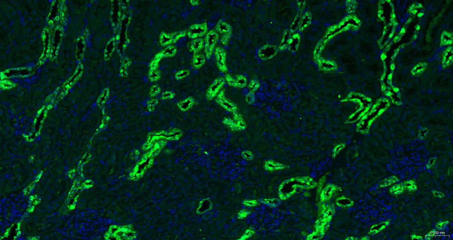 磷脂酰乙醇胺结合蛋白1重组兔单抗-bsm-61243R