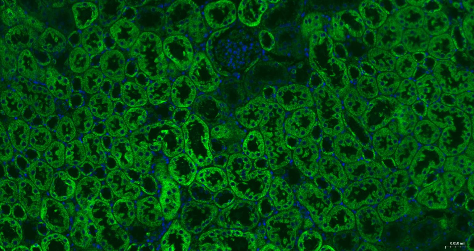ATP5A重组兔单抗