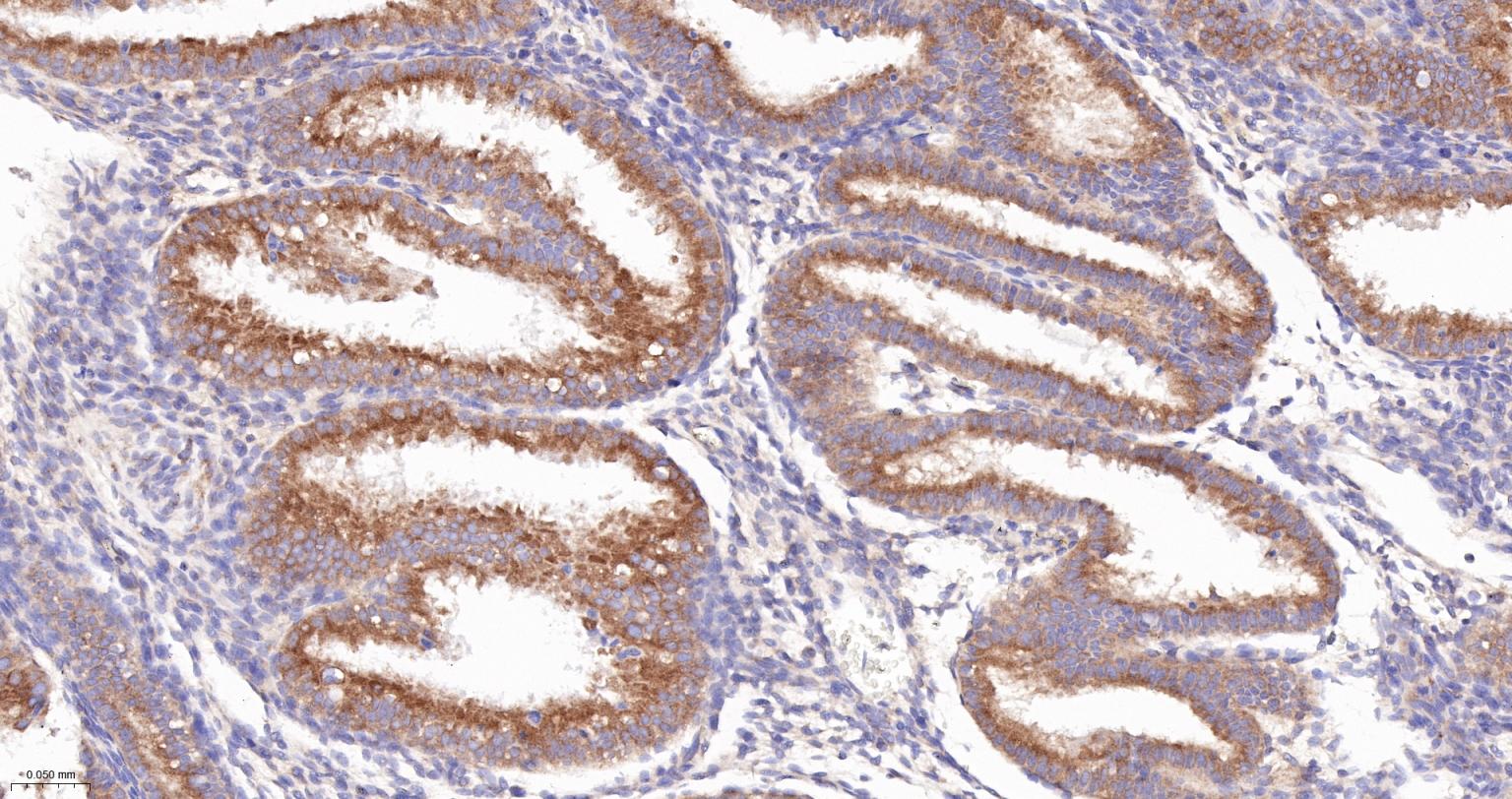 COPA蛋白重组兔单抗-bsm-62114R