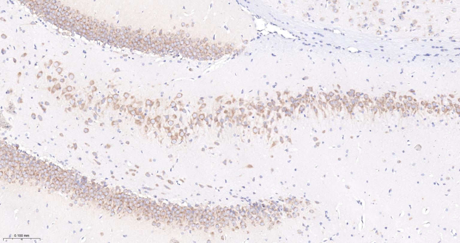 COPA蛋白重组兔单抗-bsm-62114R
