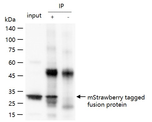 单体橙红色荧光蛋白单克隆抗体-bsm-33175M