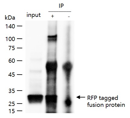 红色荧光蛋白单克隆抗体-bs-33011R