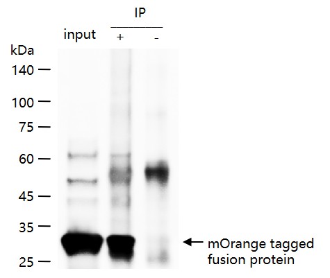 亮橙色荧光蛋白单克隆抗体-bsm-33183M