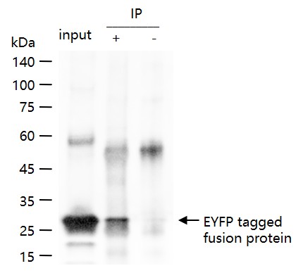 增强型黄色荧光蛋白单克隆抗体-bsm-33182M