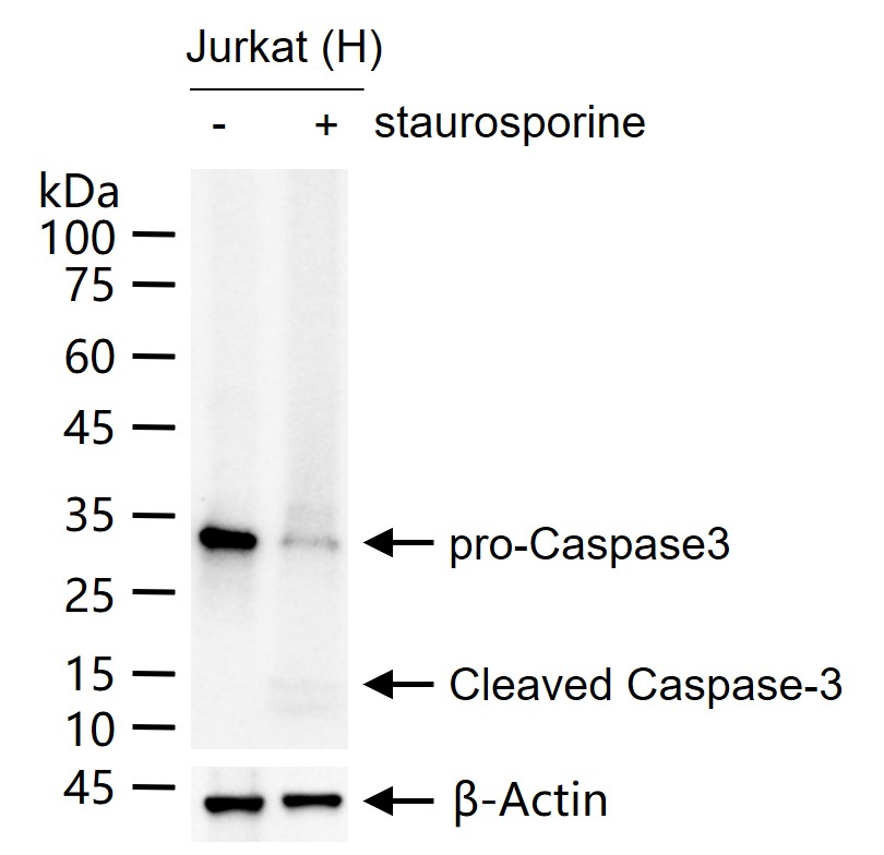 半胱胺酸蛋白酶蛋白-3重组兔单抗-bsm-55032R