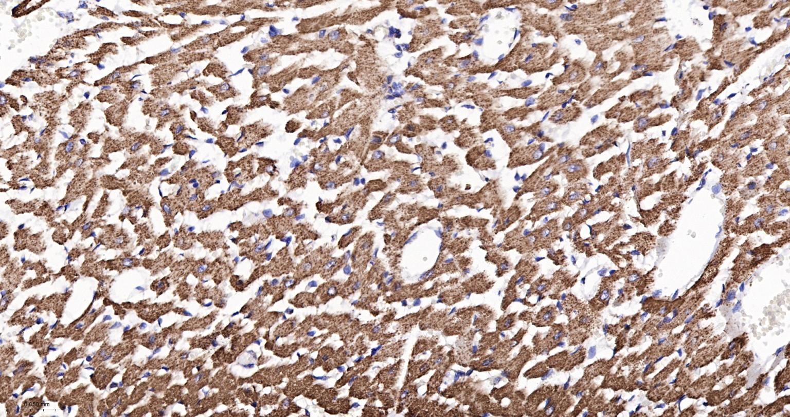 ATP5A重组兔单抗-bsm-61444R