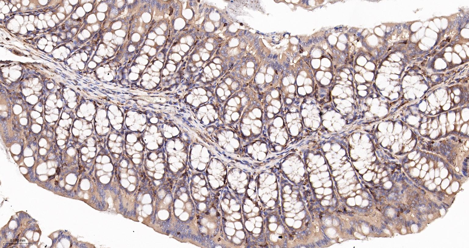 细胞核因子/k基因结合核因子重组兔单抗-bsm-55650R