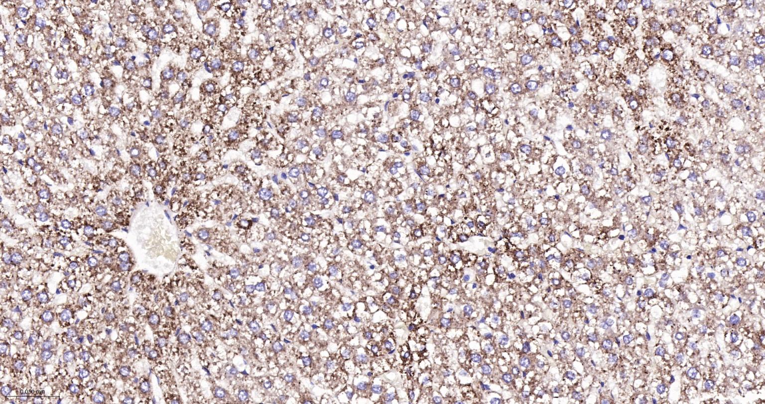 ATP5A重组兔单抗-bsm-61444R