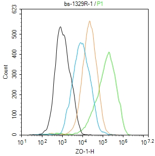胞质紧密粘连蛋白1/闭锁小带蛋白1抗体-bs-1329R