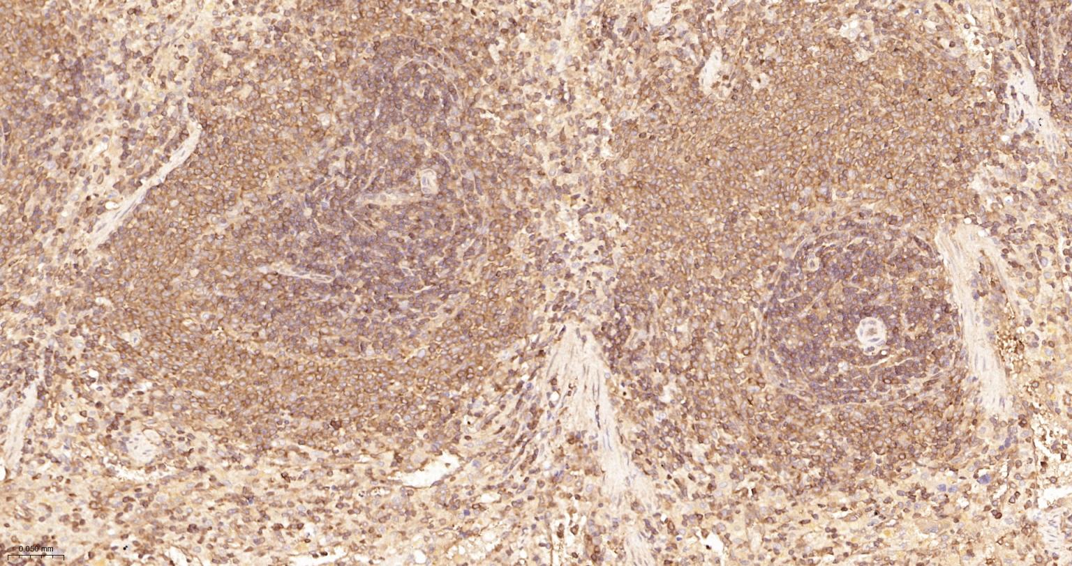 细胞核因子/k基因结合核因子重组兔单抗-bsm-55650R