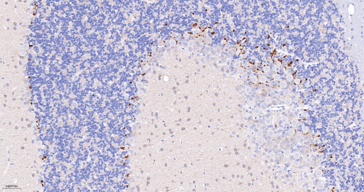 突触后密度蛋白95重组兔单抗-bsm-55665R