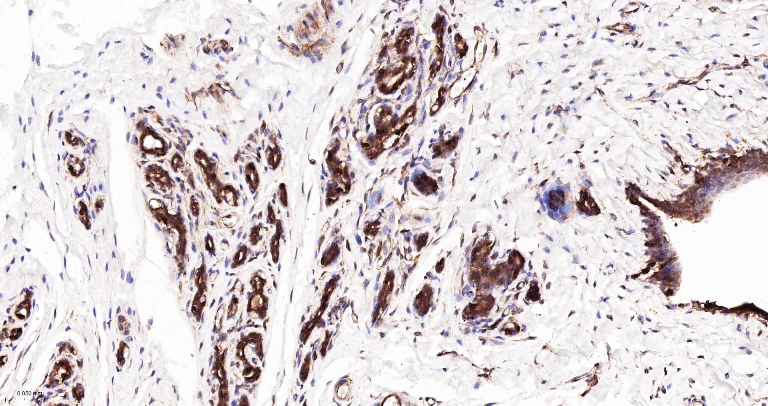 细胞核因子/k基因结合核因子重组兔单抗-bsm-55650R