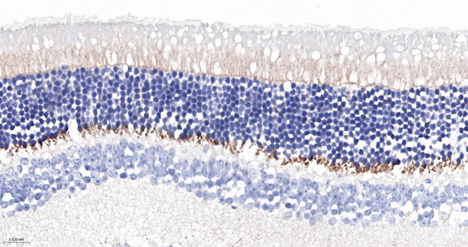 突触后密度蛋白95重组兔单抗-bsm-55665R