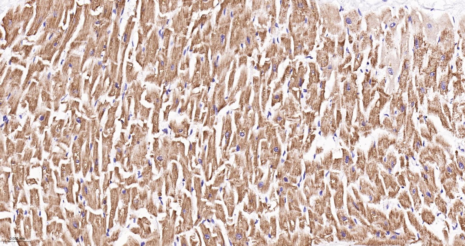 ATP5A重组兔单抗-bsm-61444R