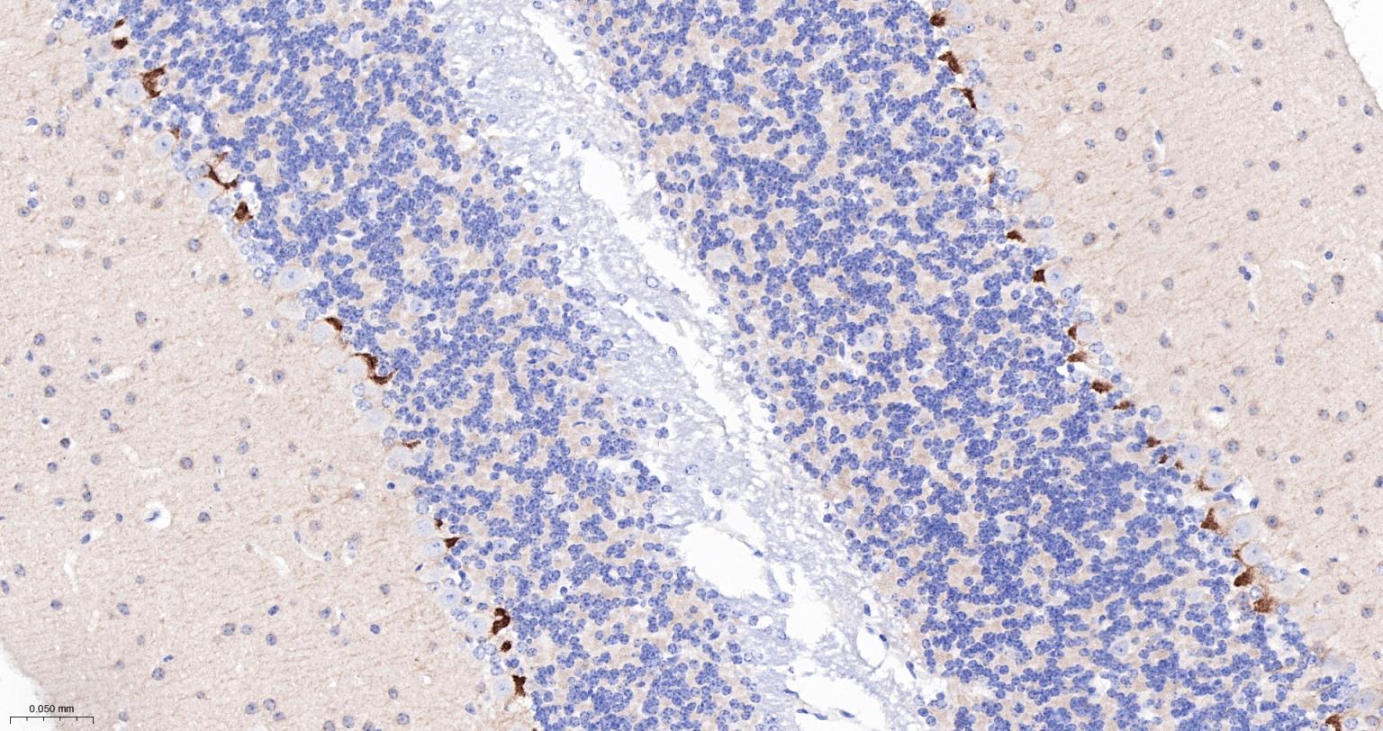 突触后密度蛋白95重组兔单抗-bsm-55665R