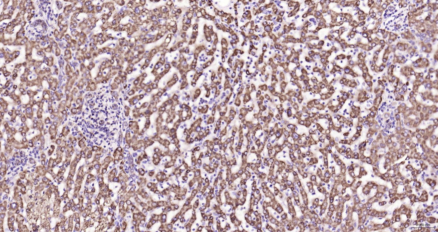 细胞信号转导分子SMAD3抗体-bs-3484R