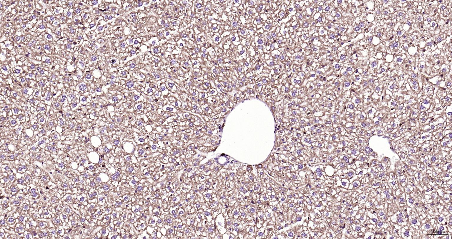 细胞信号转导分子SMAD3抗体-bs-3484R