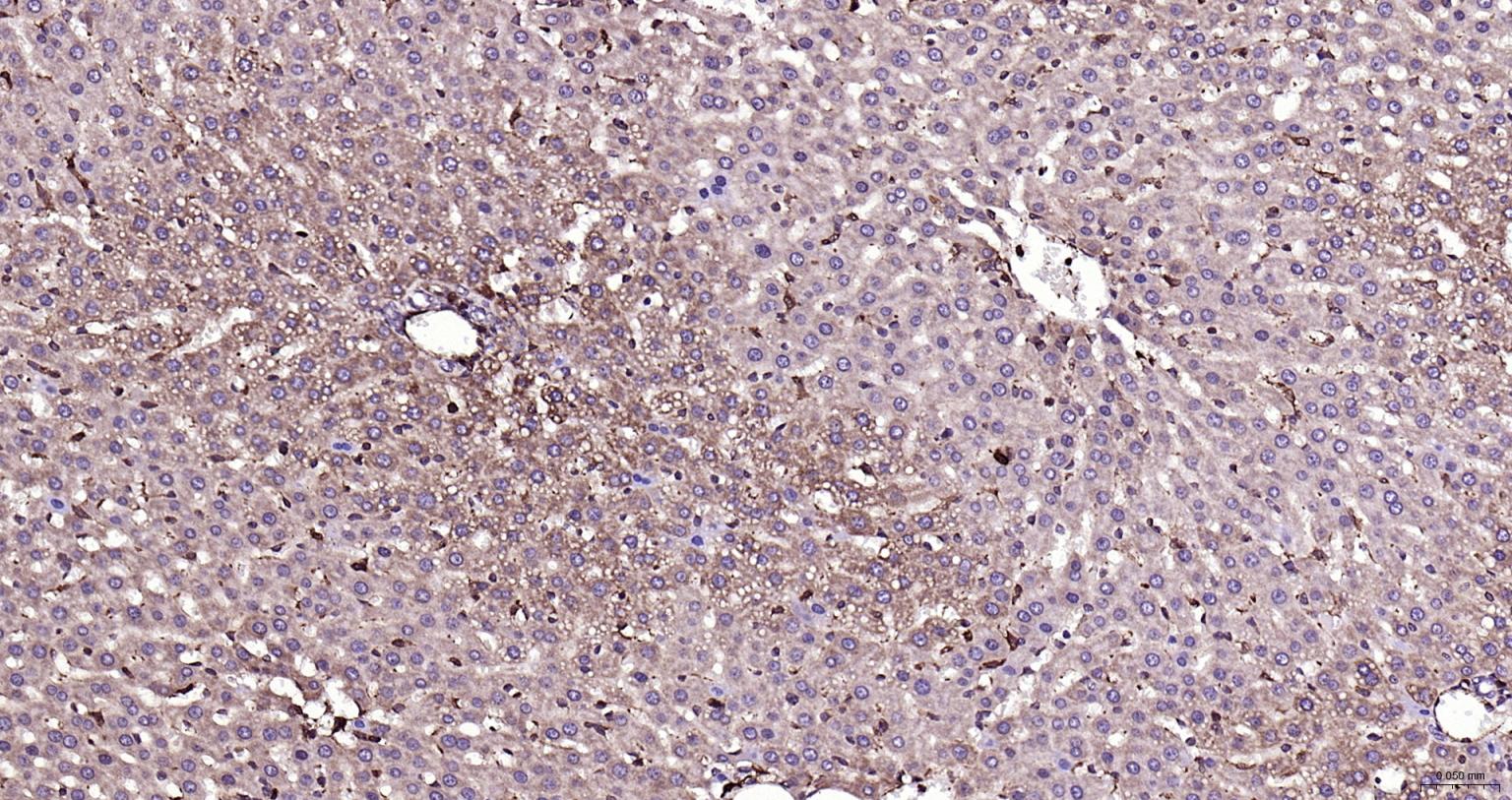 细胞信号转导分子SMAD3抗体-bs-3484R