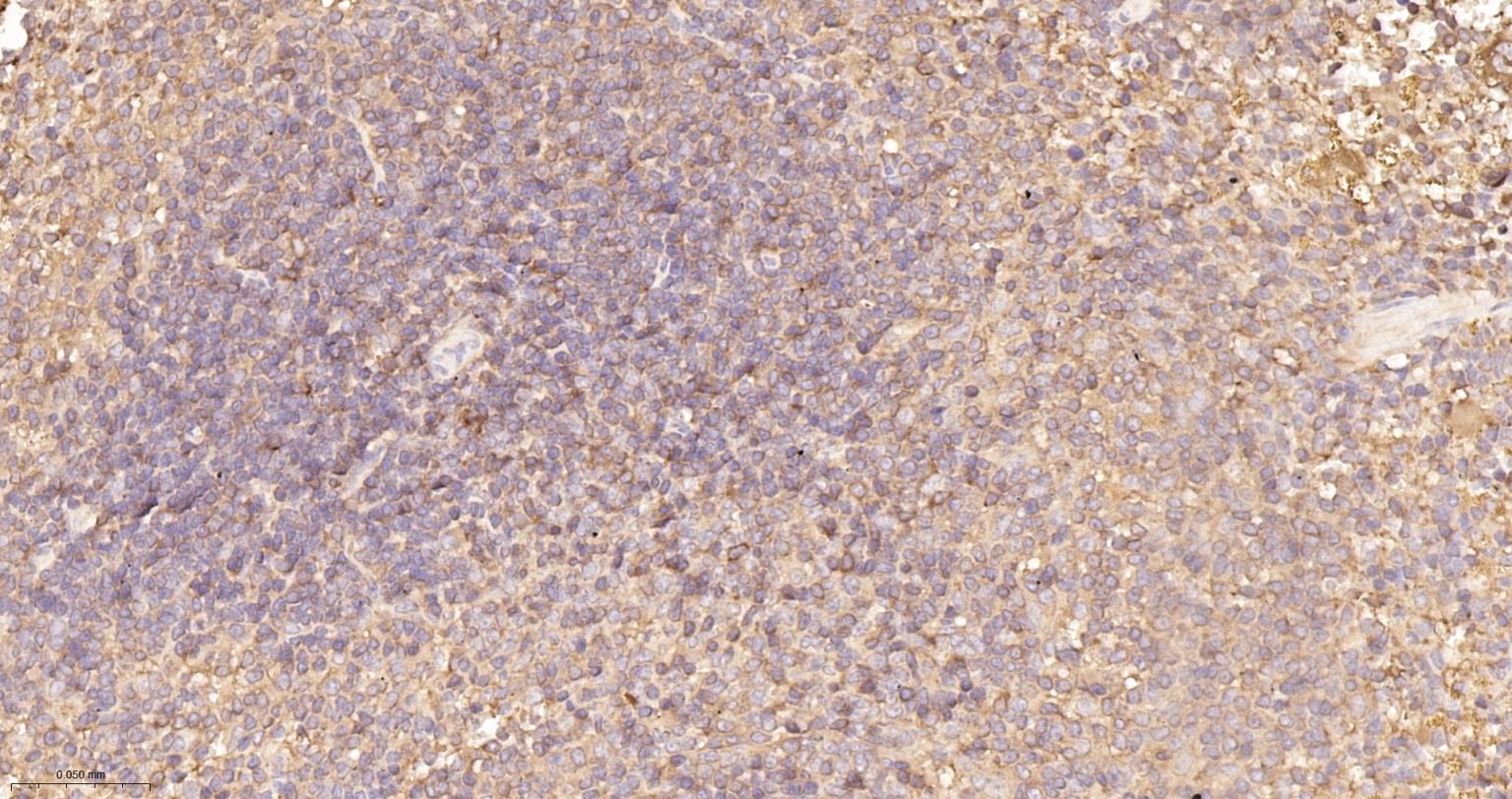 蛋白激酶C α重组兔单抗-bsm-63319R