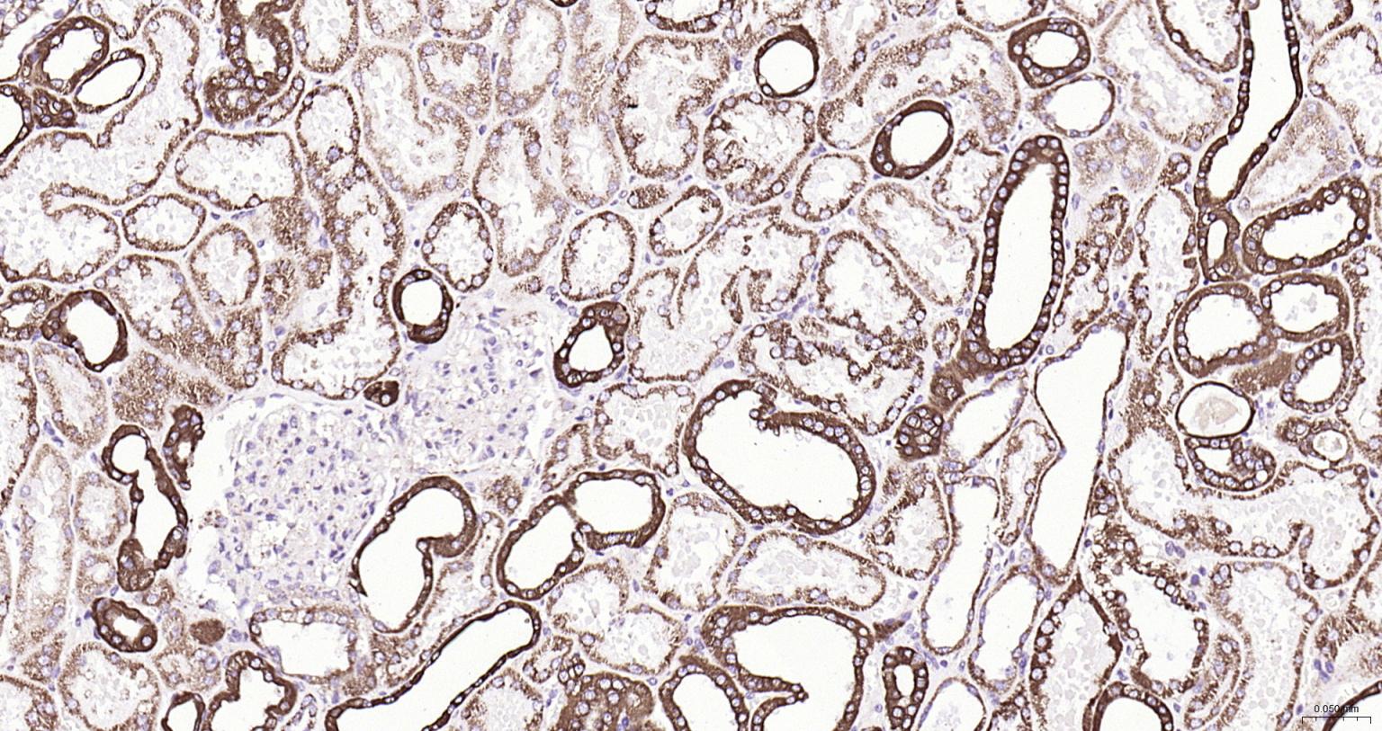 细胞信号转导分子SMAD3抗体-bs-3484R