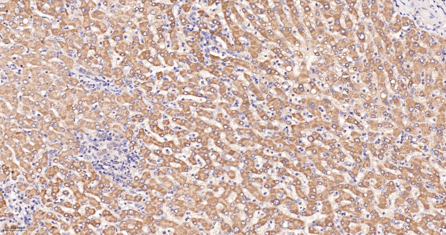 蛋白激酶C α重组兔单抗-bsm-63319R