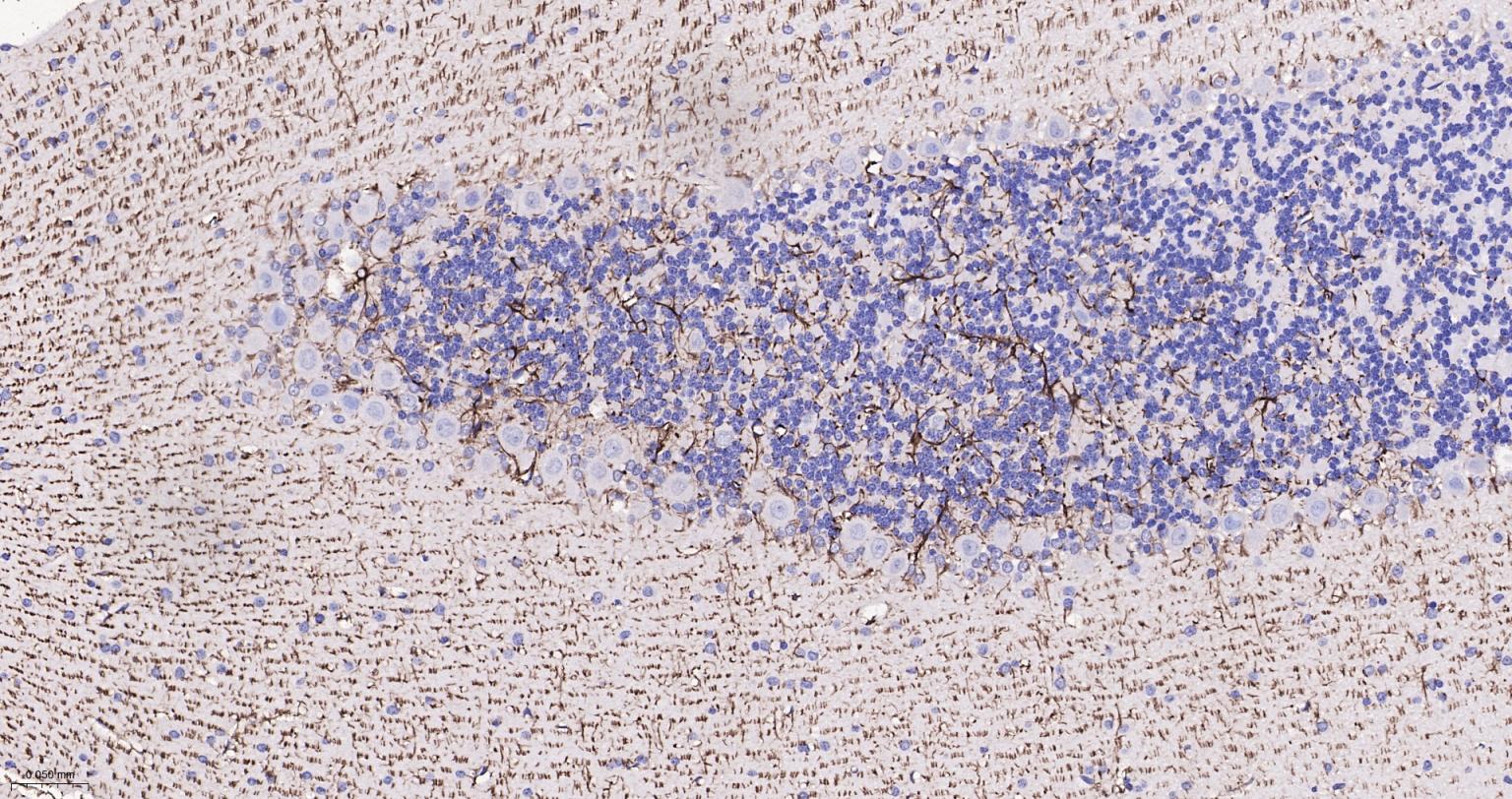 胶质纤维酸性蛋白单克隆抗体-bsm-42001M