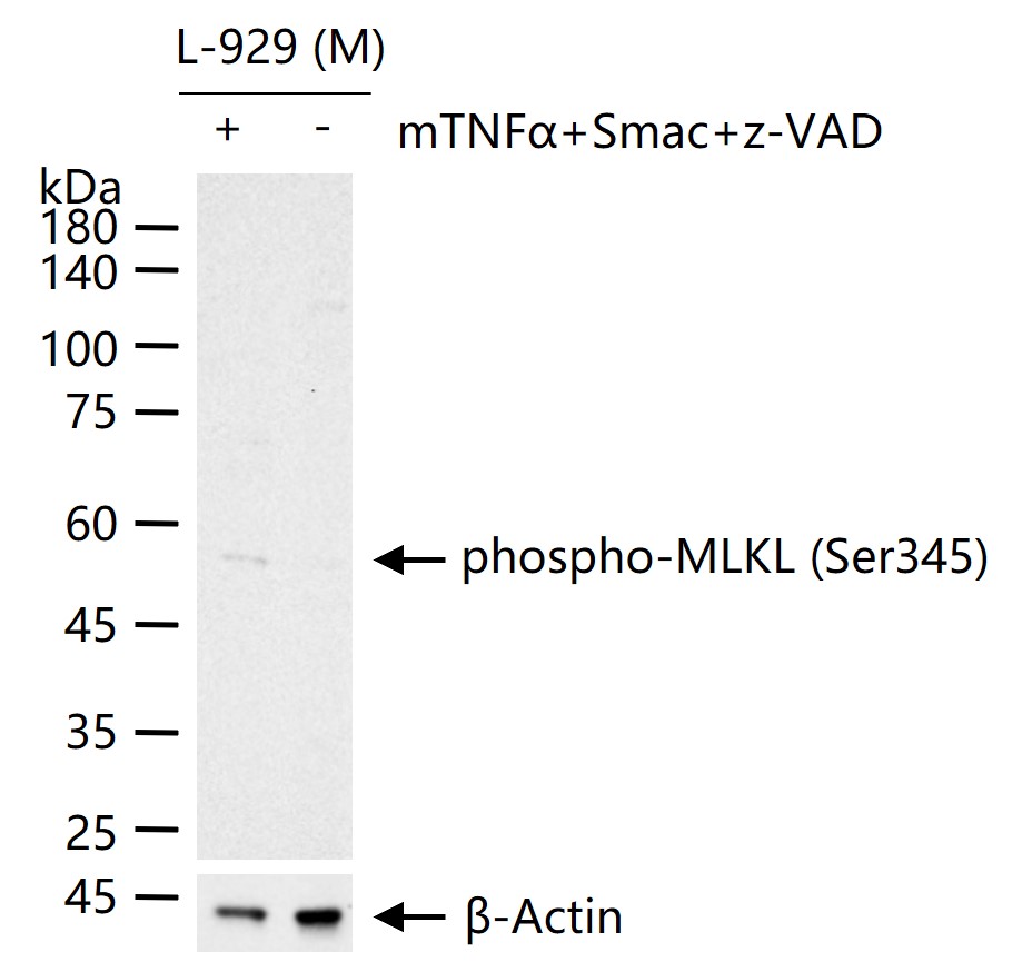 phospho-MLKL (Ser345) Rabbit pAb (一抗) - WB,ICC/IF | Bioss