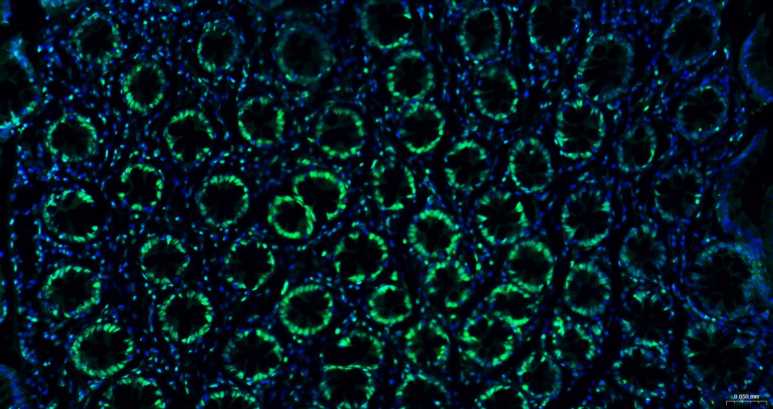 组蛋白H3（核内参）重组兔单抗-bsm-33042R