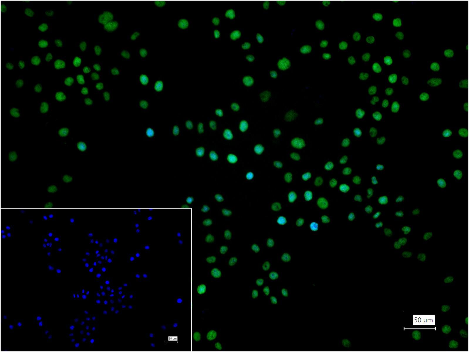 组蛋白H3重组兔单抗-bsm-60350R