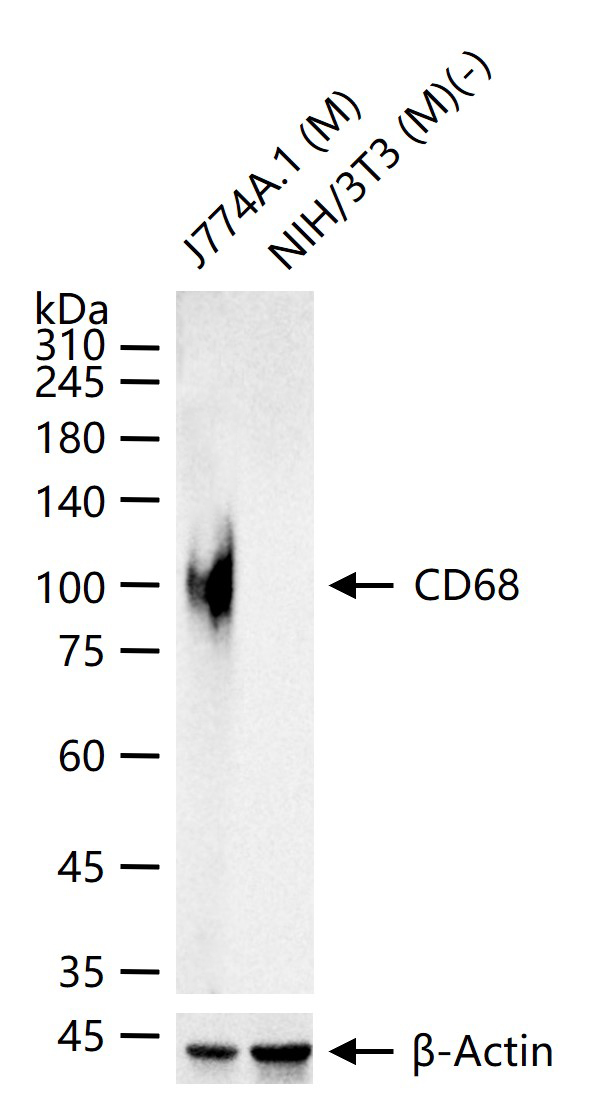 CD68 Rabbit pAb (一抗) - WB,IHC-P,IHC-F,IF | Bioss