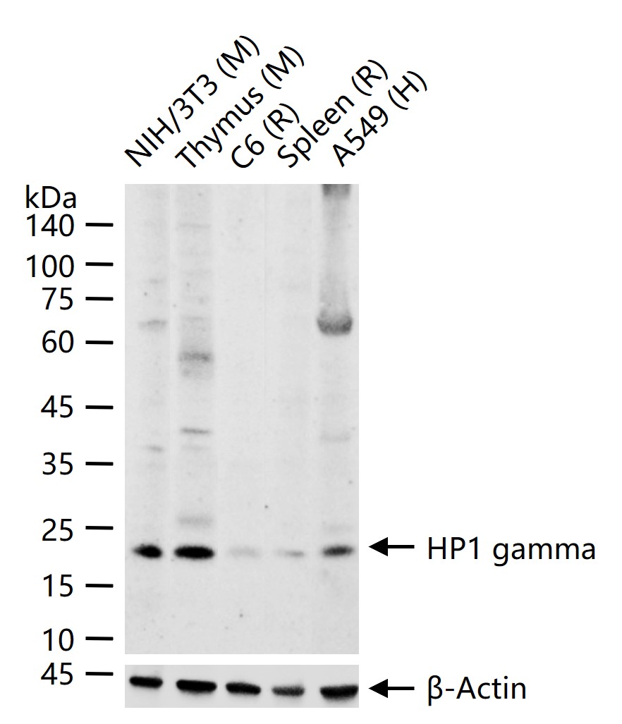 HP1 gamma Mouse mAb (一抗) - WB,IHC-P,IHC-F,IF | Bioss