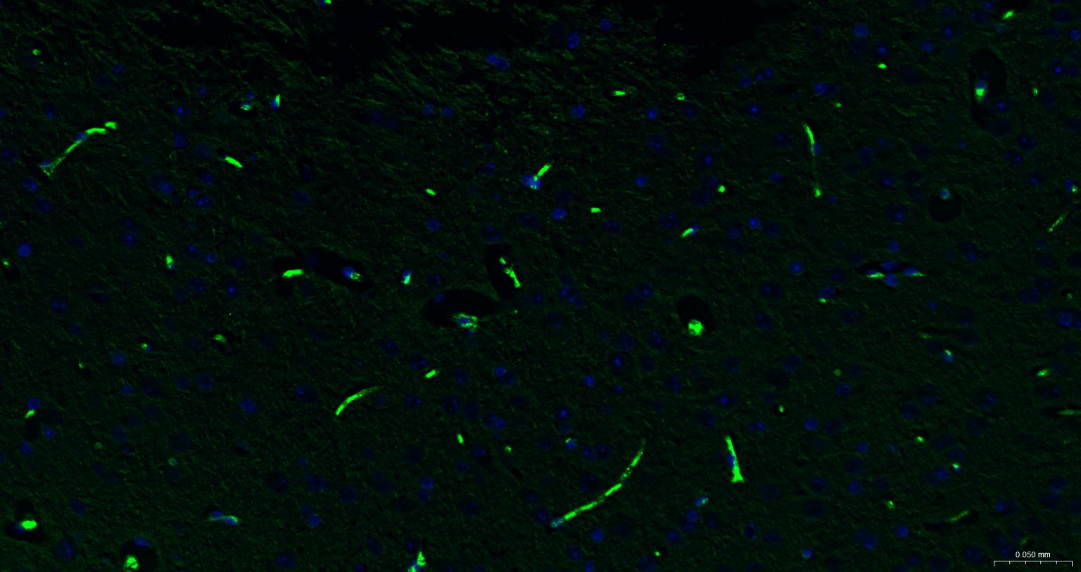 P-糖蛋白重组兔单克隆抗体-bsm-54782R