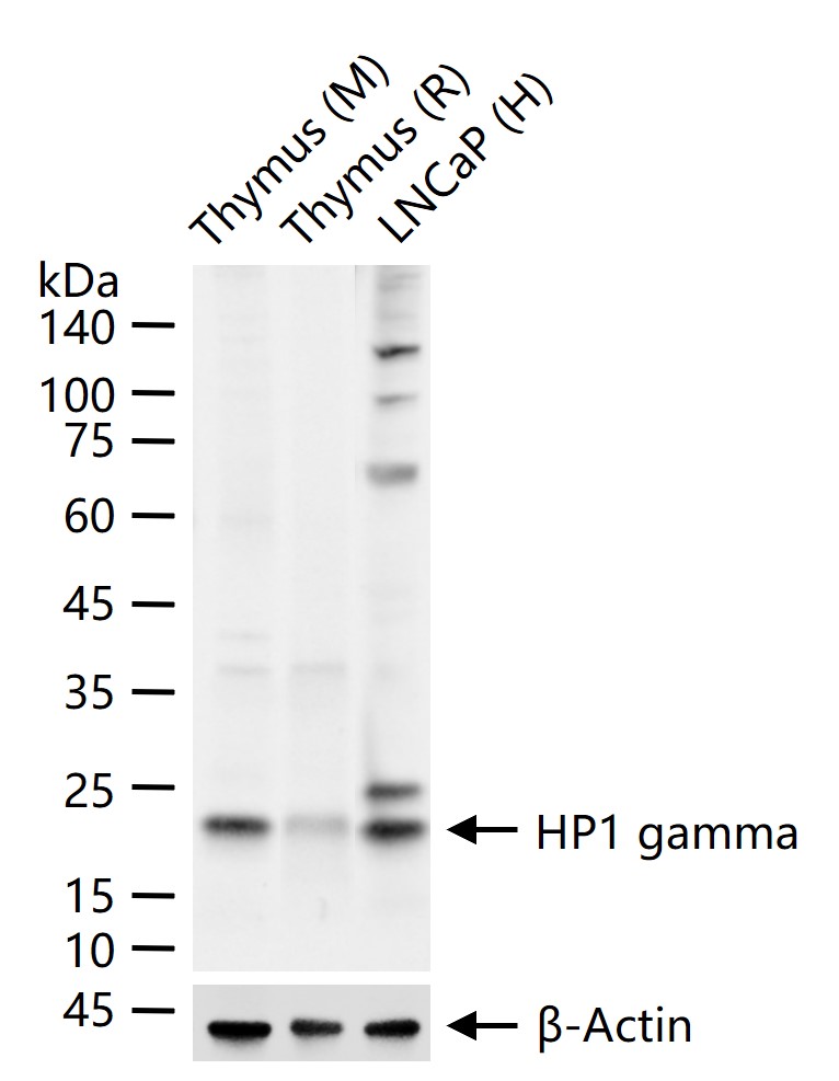 HP1 gamma Mouse mAb (一抗) - WB | Bioss