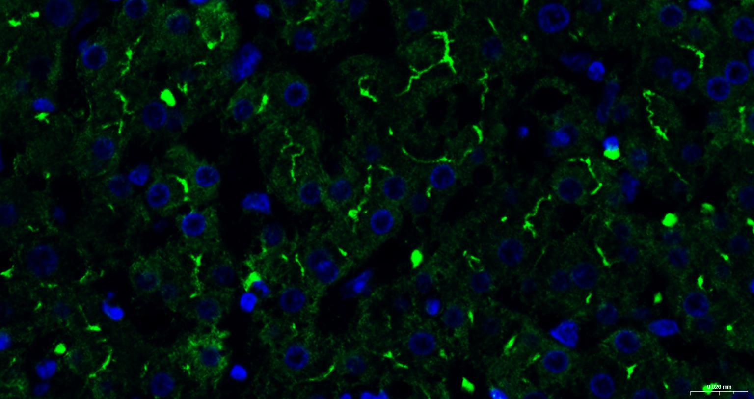 P-糖蛋白重组兔单克隆抗体-bsm-54782R