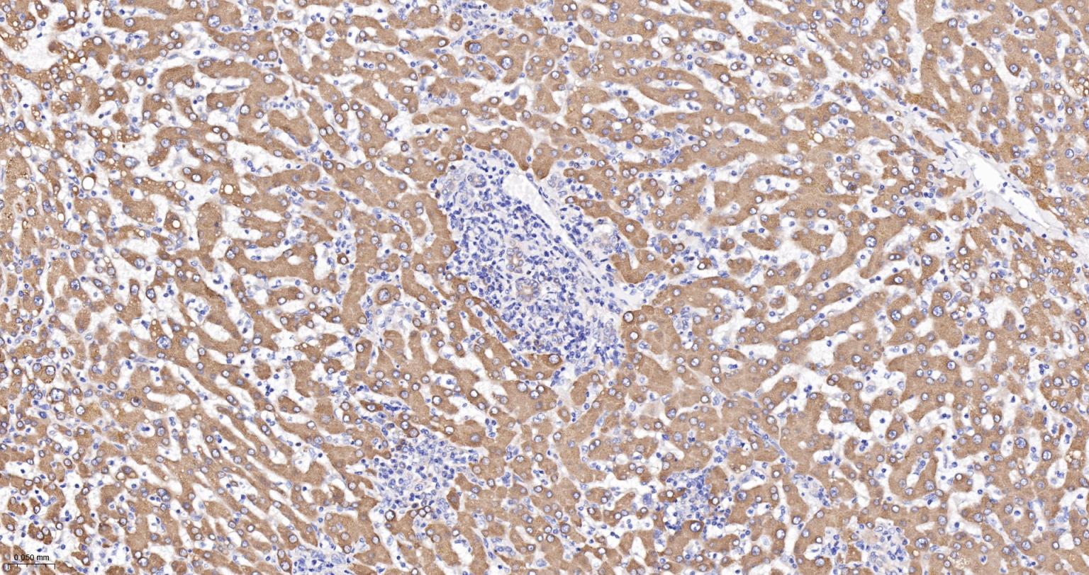 蛋白质二硫键异构酶重组兔单抗-bsm-62363R