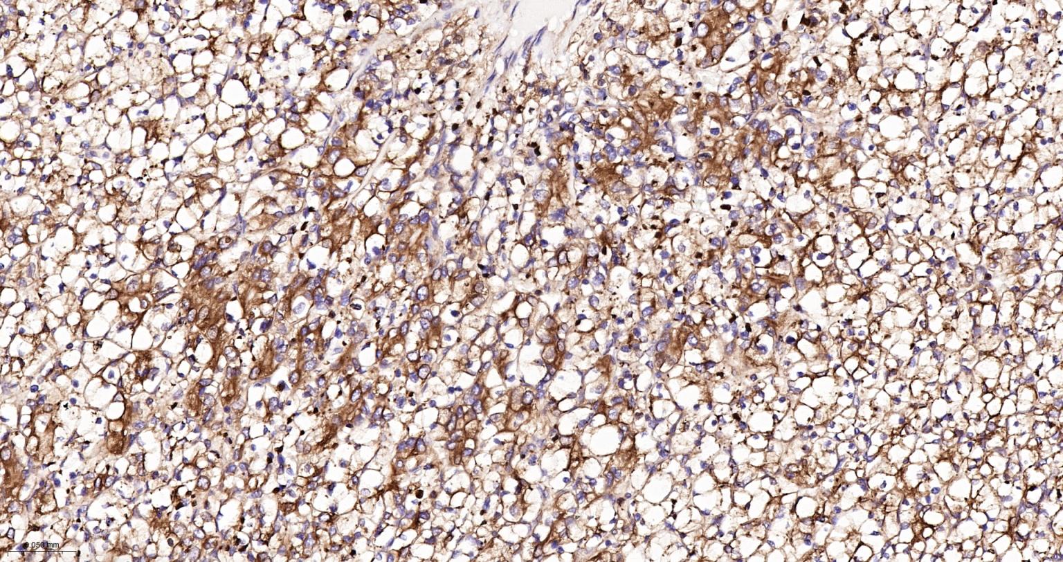 蛋白质二硫键异构酶重组兔单抗-bsm-62363R