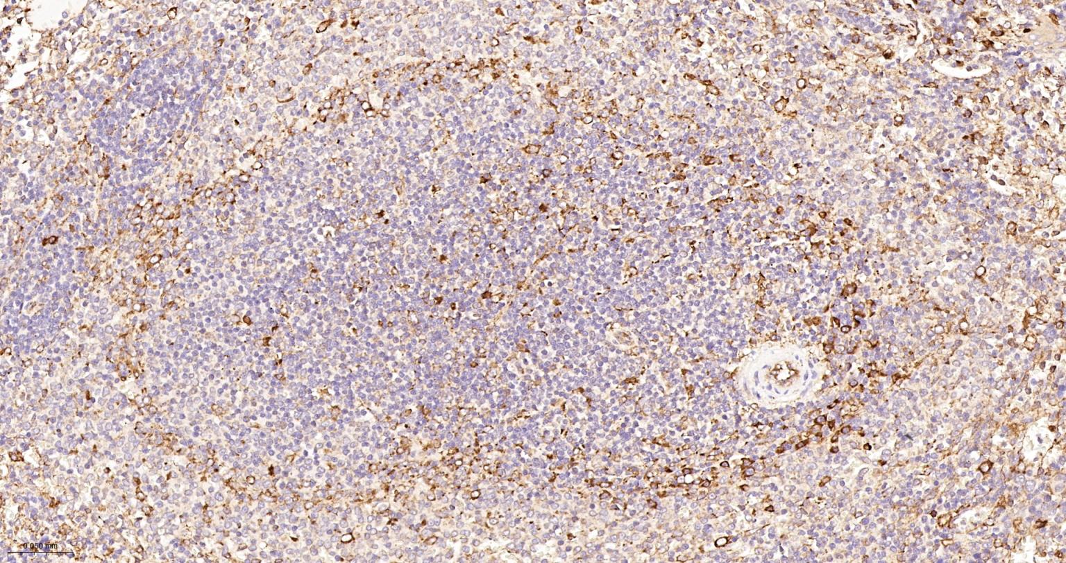 蛋白质二硫键异构酶重组兔单抗-bsm-62363R