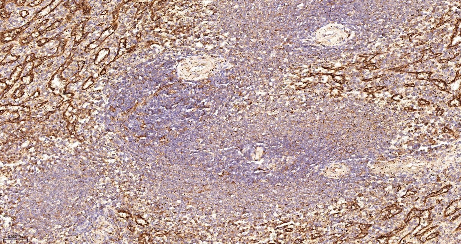 蛋白质二硫键异构酶重组兔单抗-bsm-62363R