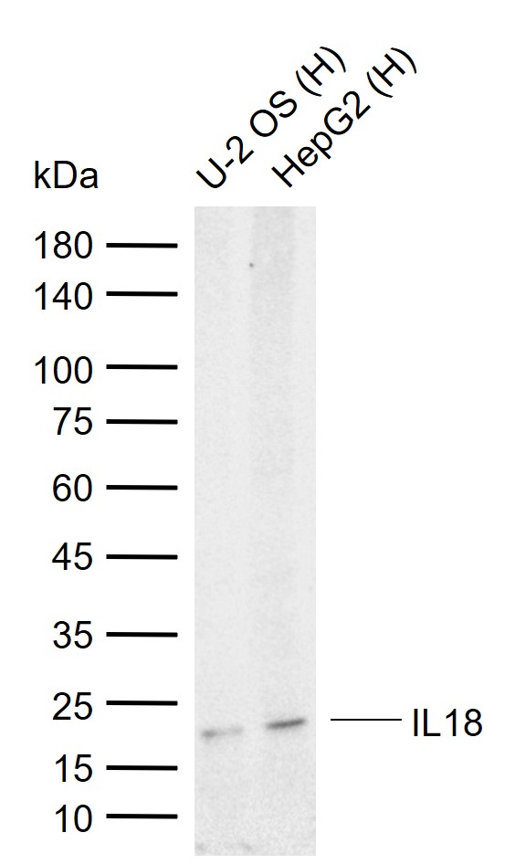 白细胞介素-18/干扰素γ诱导因子抗体-bs-0529R