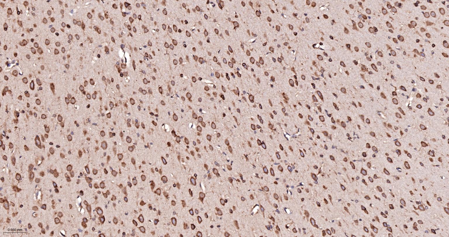 蛋白质二硫键异构酶重组兔单抗-bsm-62363R