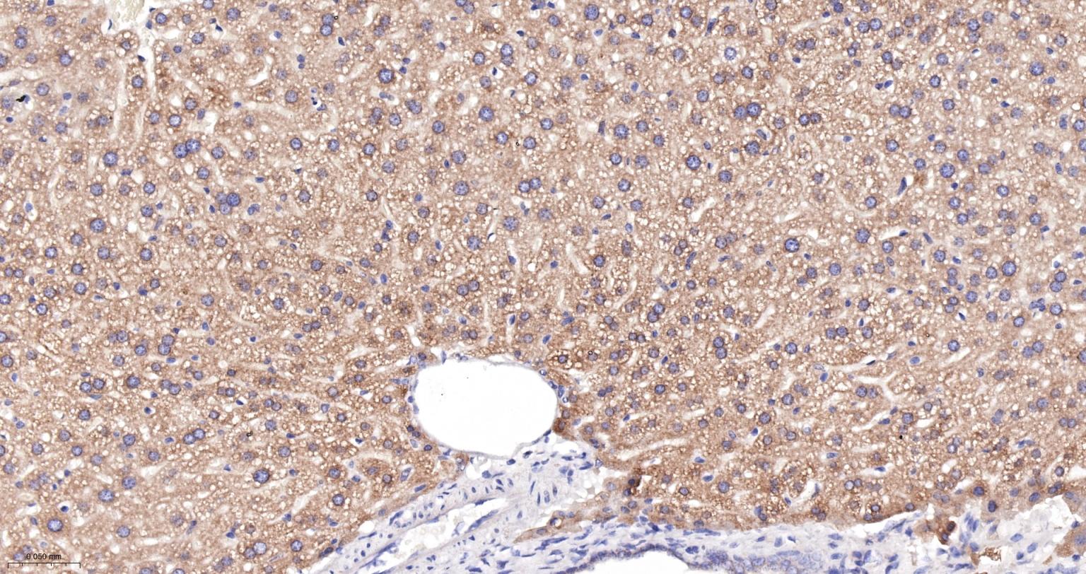 蛋白质二硫键异构酶重组兔单抗-bsm-62363R