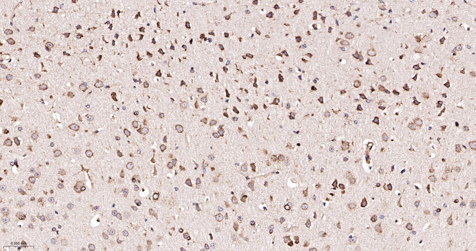 蛋白质二硫键异构酶重组兔单抗-bsm-62363R