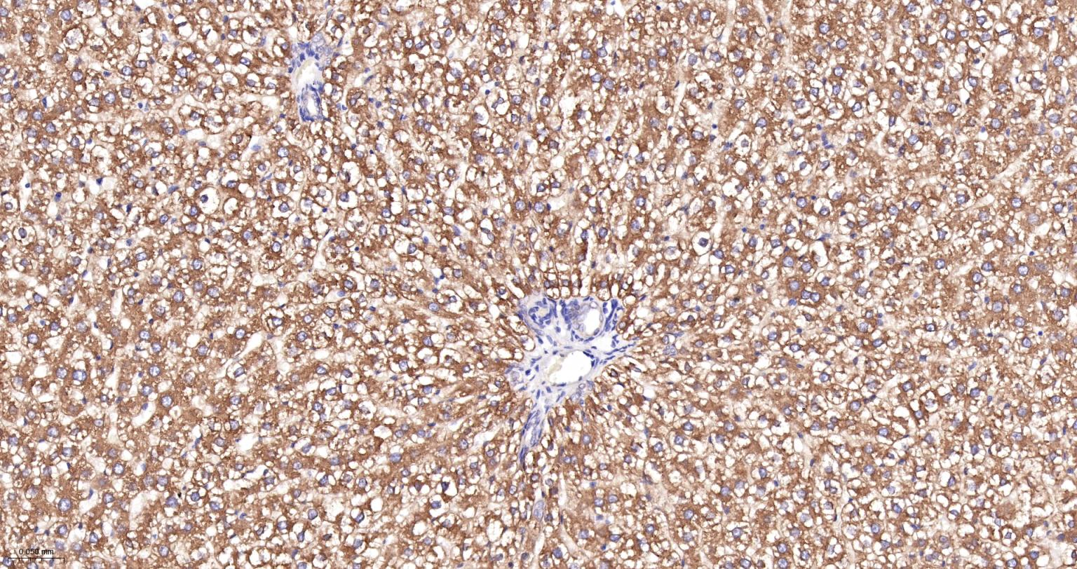 蛋白质二硫键异构酶重组兔单抗-bsm-62363R
