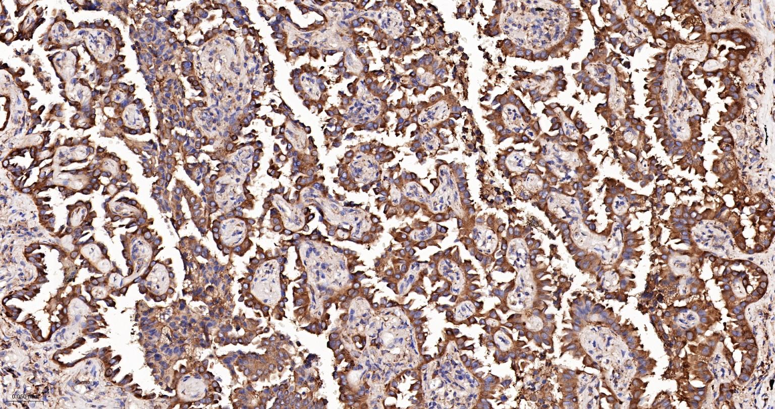 蛋白质二硫键异构酶重组兔单抗-bsm-62363R