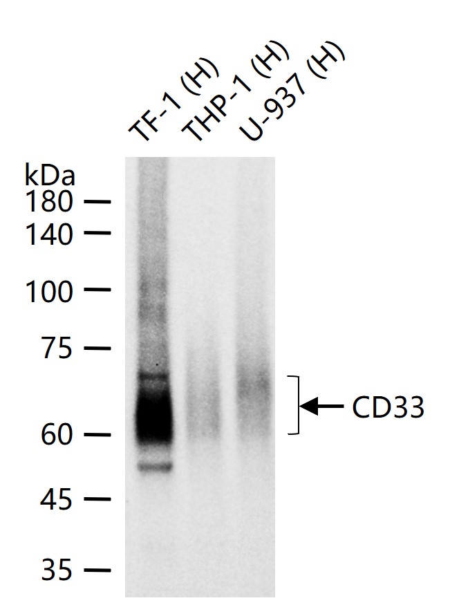 CD33 Rabbit pAb (一抗) - WB,Flow-Cyt | Bioss