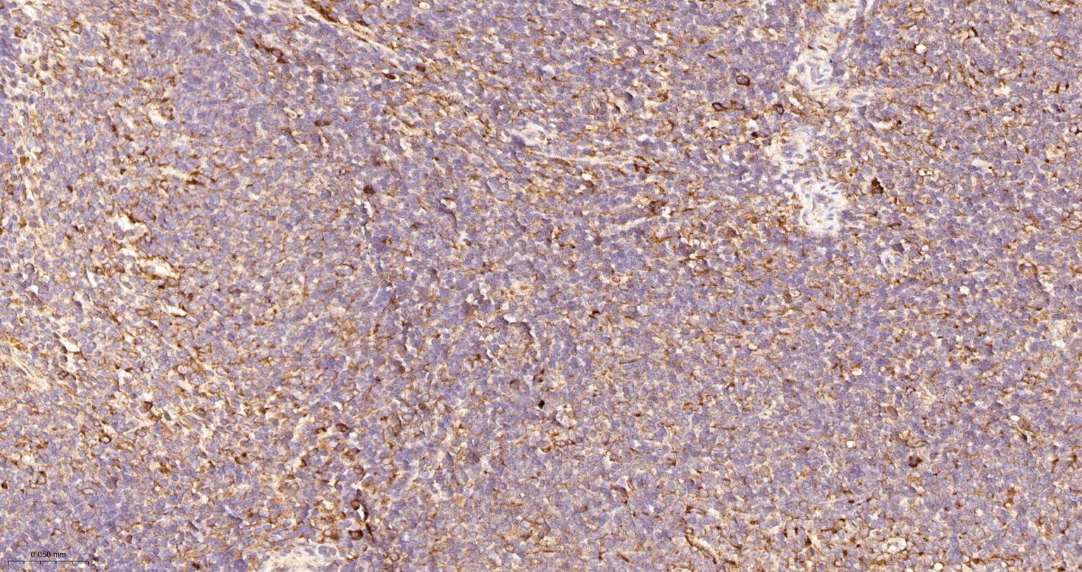 蛋白质二硫键异构酶重组兔单抗-bsm-62363R