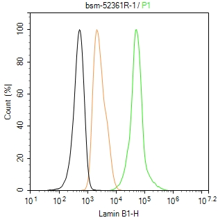 核纤层蛋白B重组兔单抗-bsm-52361R