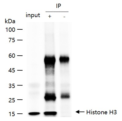 组蛋白H3(核内参)单克隆抗体-bsm-33042M
