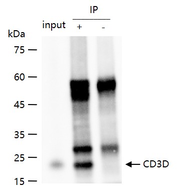 CD3D重组兔单抗-bsm-52744R