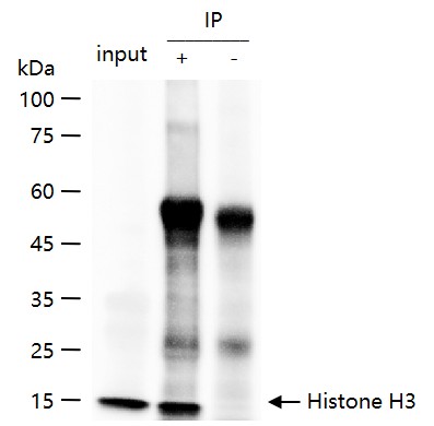 组蛋白H3（核内参）重组兔单抗-bsm-33042R